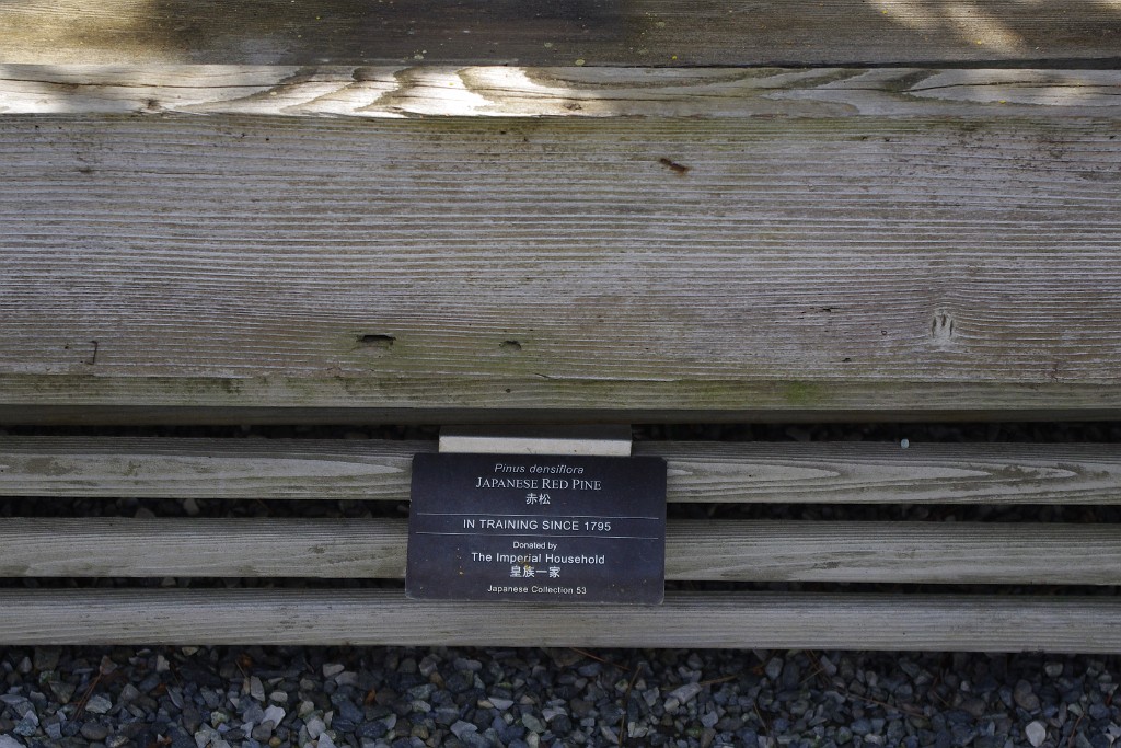 spring2012-DC-Bonsai-2253