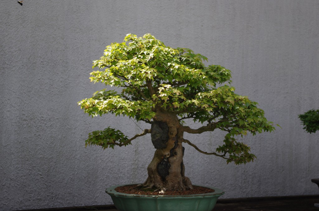 spring2012-DC-Bonsai-2263