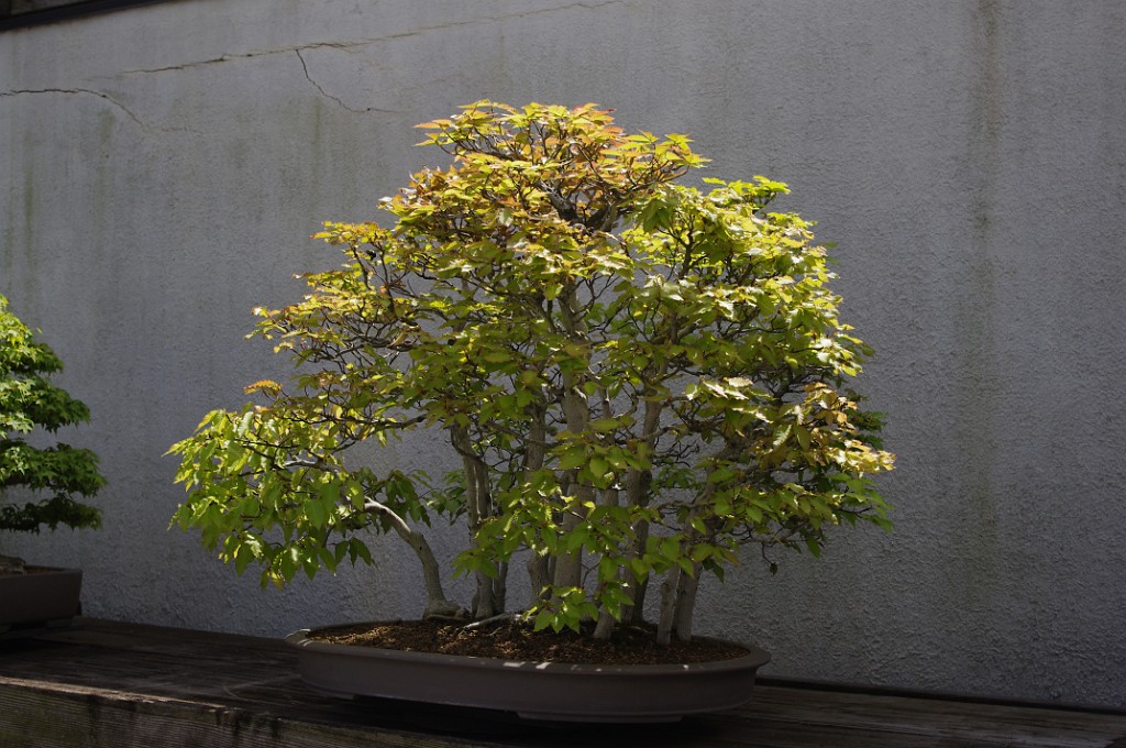 spring2012-DC-Bonsai-2264