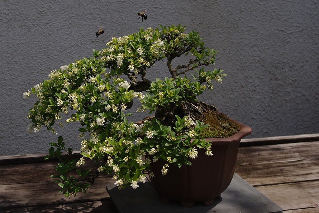 spring2012-DC-Bonsai-2266