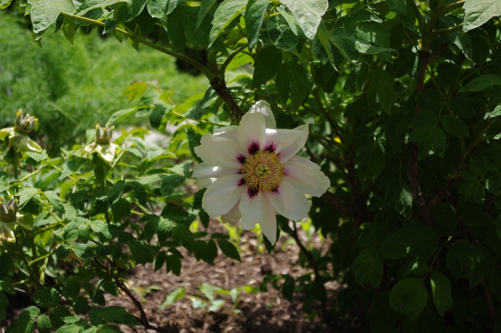 spring2012-DC-Bonsai-2319