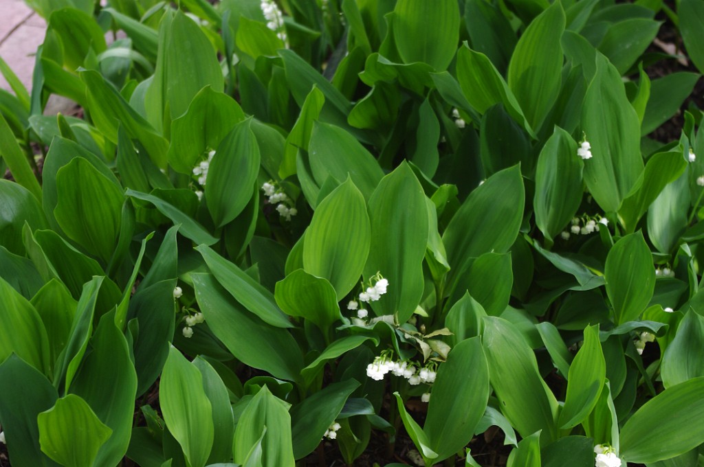 spring2012-DC-Bonsai-2320