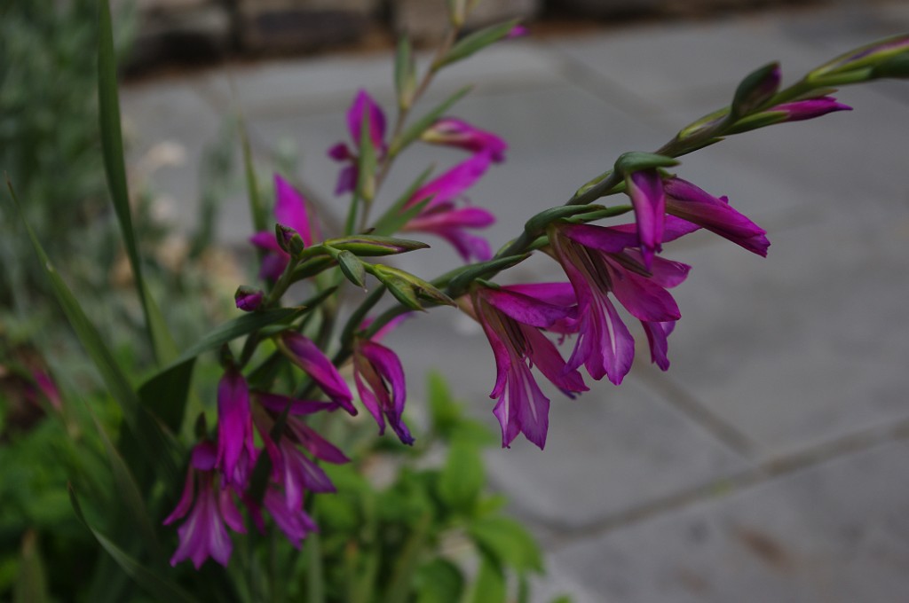 spring2012-DC-Bonsai-2326