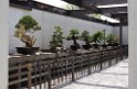 spring2012-DC-Bonsai-2225 