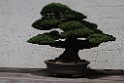 spring2012-DC-Bonsai-2252
