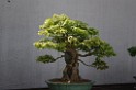 spring2012-DC-Bonsai-2263