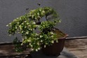 spring2012-DC-Bonsai-2266 