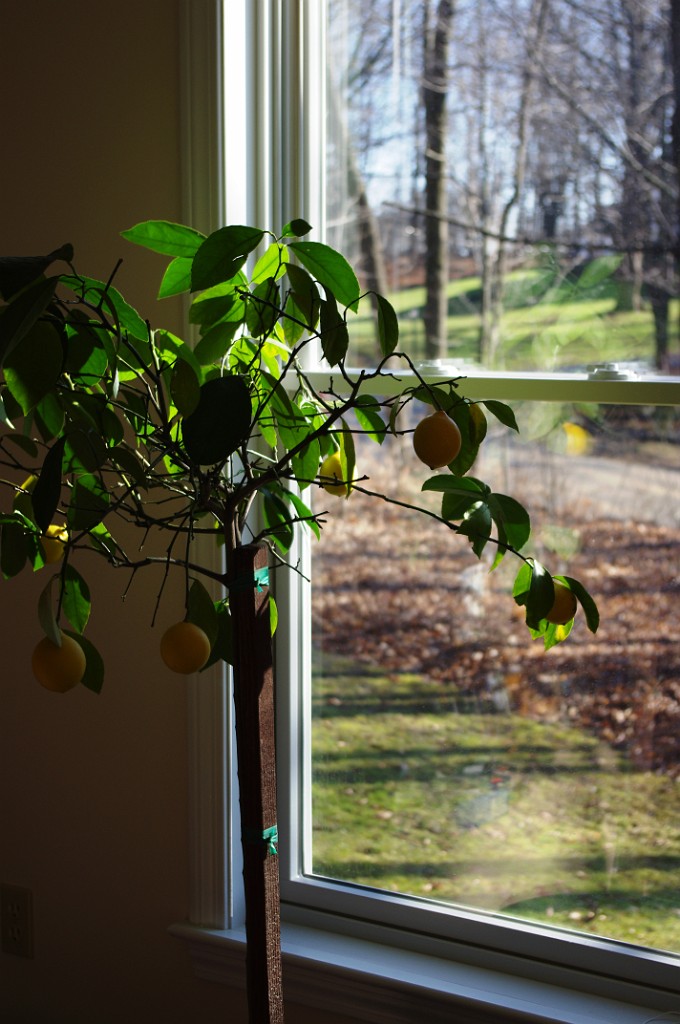 winter2012-NewYears-2050