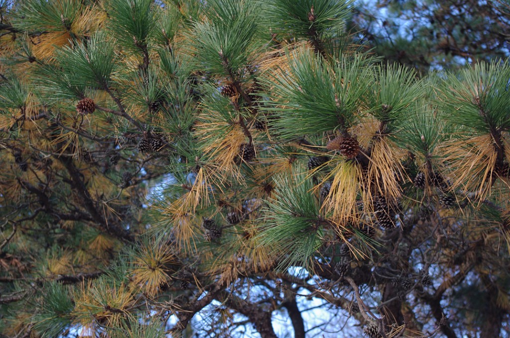 fall2013-Mashpee-IMGP5135