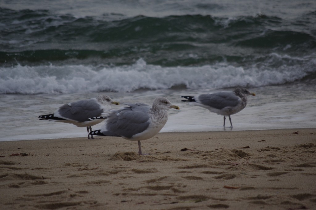 fall2013-Mashpee-IMGP5222