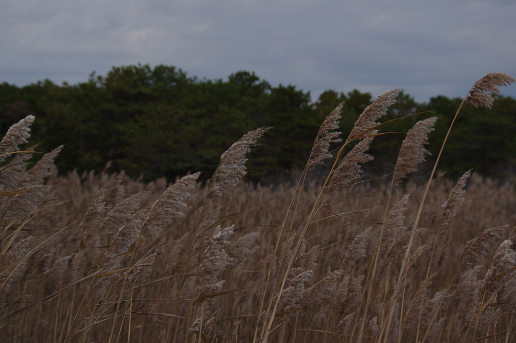 fall2013-Mashpee-IMGP5286