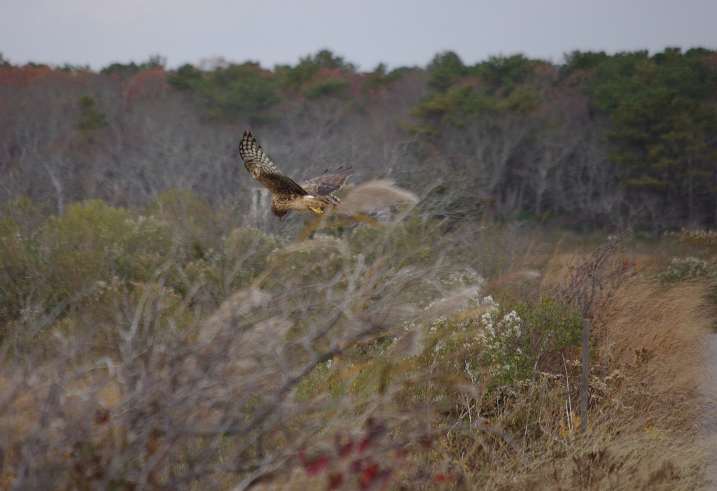 fall2013-Mashpee-IMGP5306