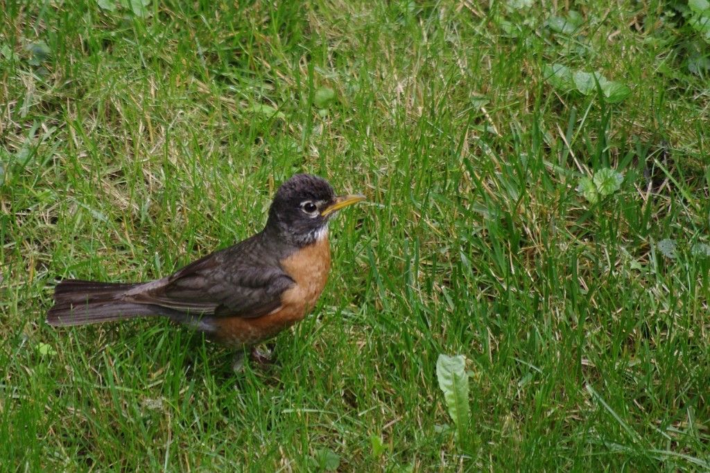 summer2013-IMGP3674