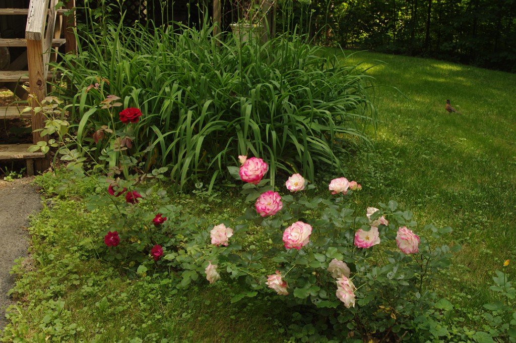 summer2013-IMGP3695