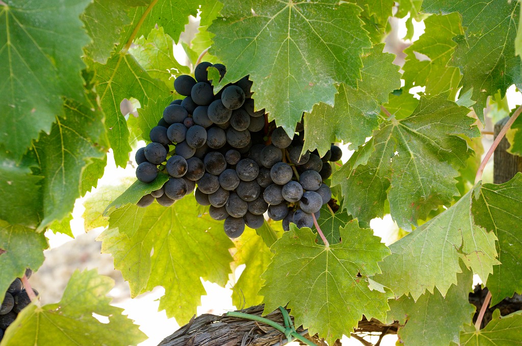 toscana2013-Montepulciano-Arezzo-_IGP5695