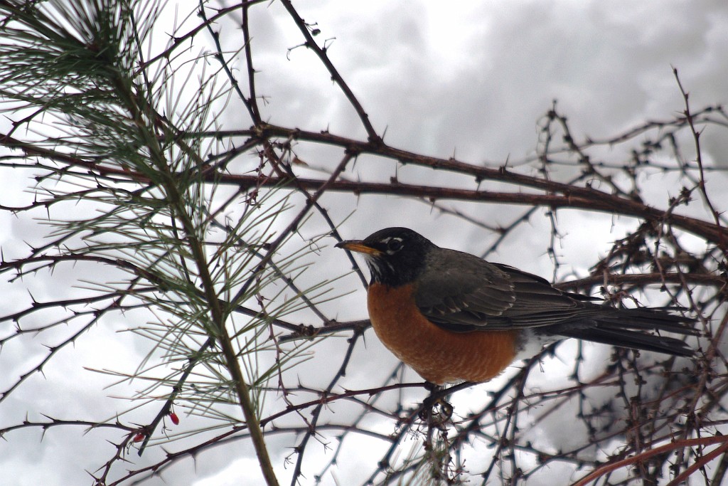 winter2013-birds-IMGP3326