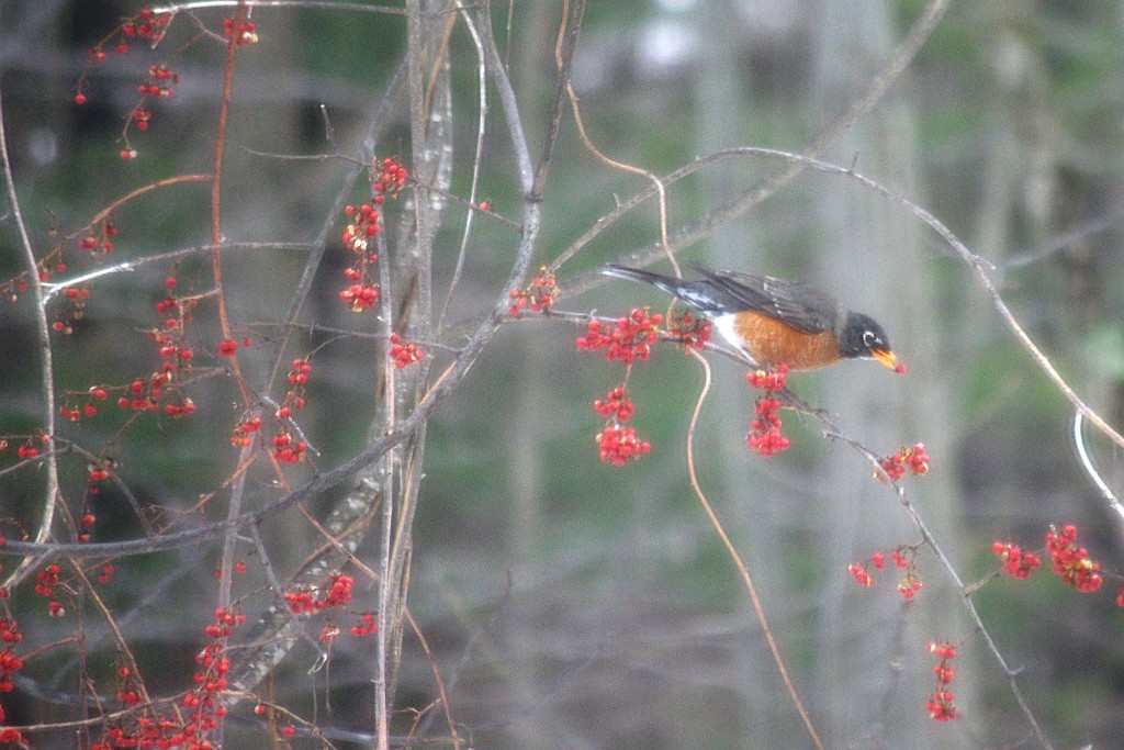 winter2013-birds-IMGP3356