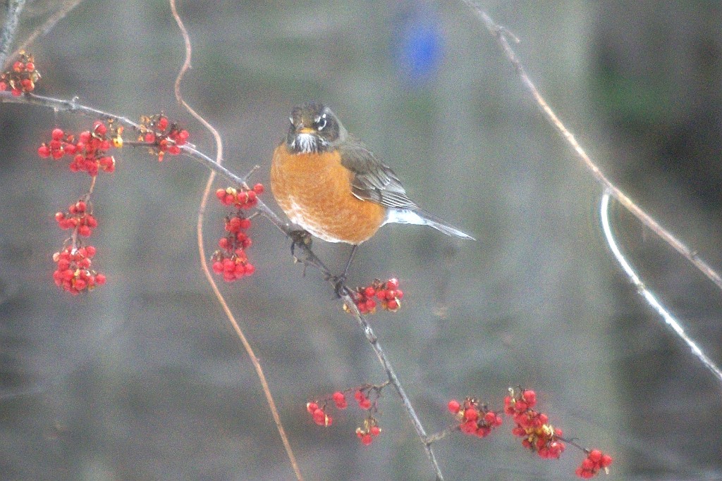 winter2013-birds-IMGP3362
