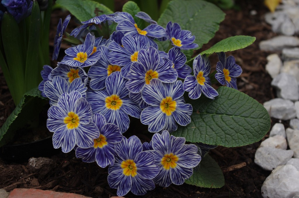 spring2014-Pittsburgh-Phipps-IMGP5668