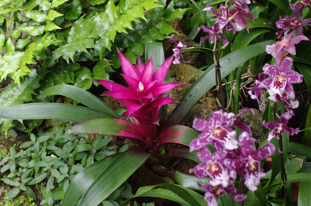 spring2014-Pittsburgh-Phipps-IMGP5692