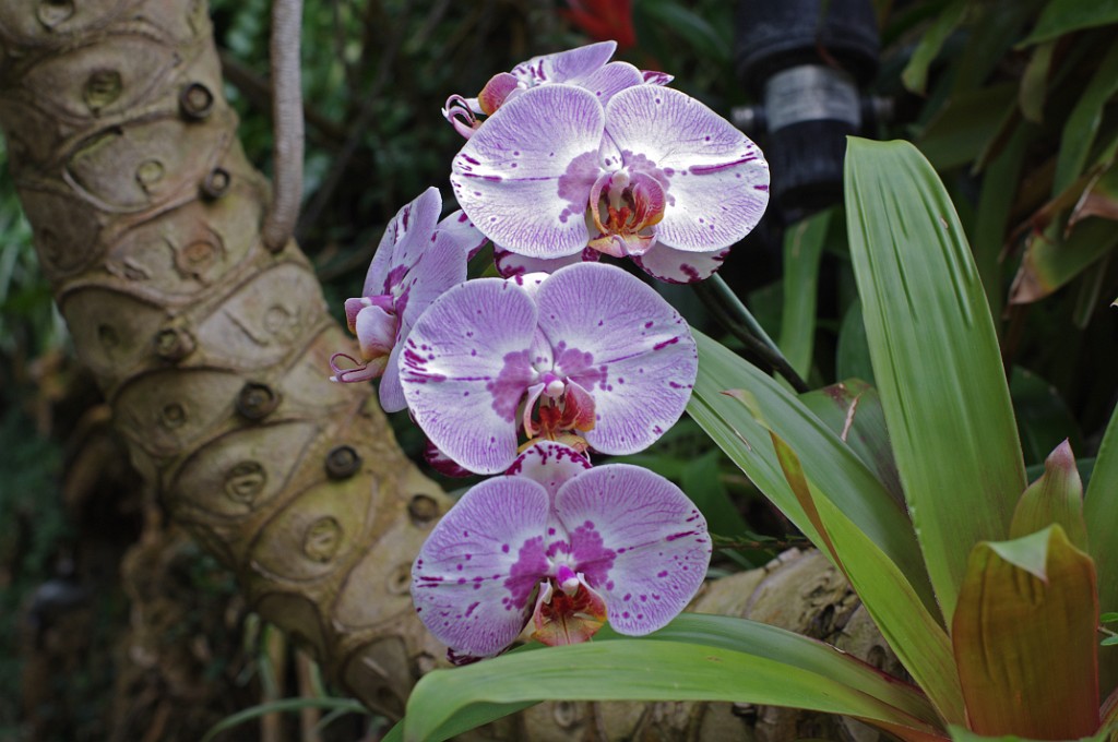 spring2014-Pittsburgh-Phipps-IMGP5697