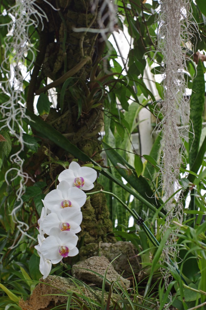 spring2014-Pittsburgh-Phipps-IMGP5722