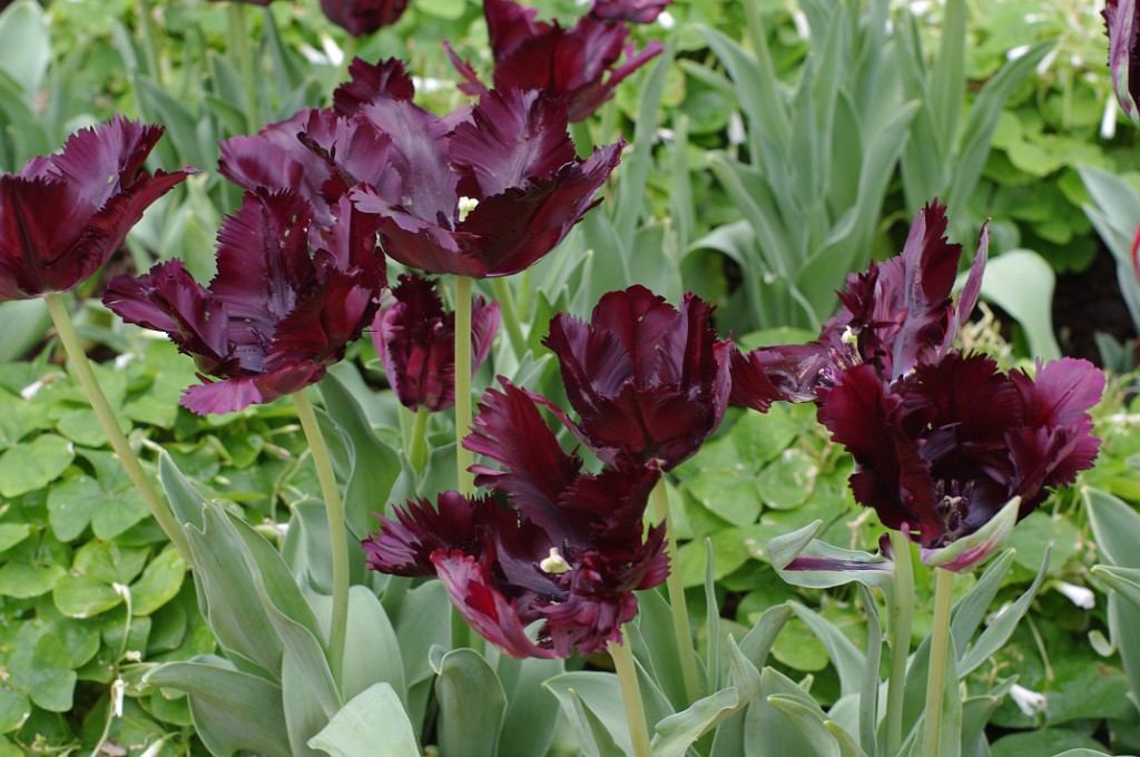 spring2014-Pittsburgh-Phipps-IMGP5770