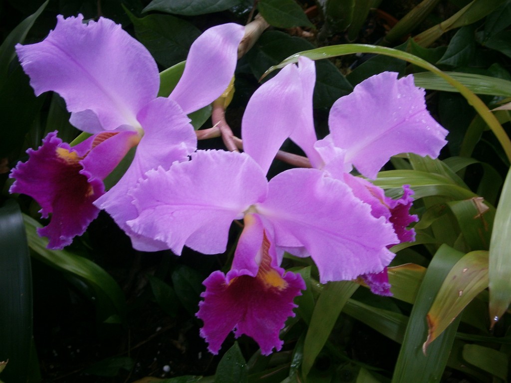 spring2014-Pittsburgh-Phipps-P3300078