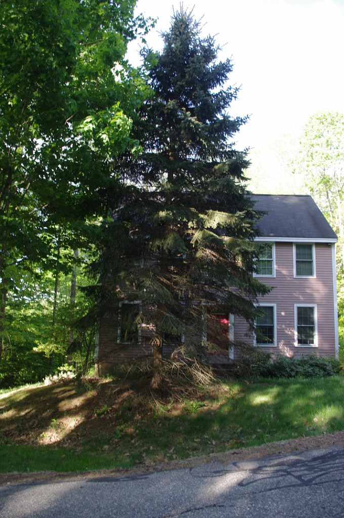 spring2015-Trees-IMGP7030