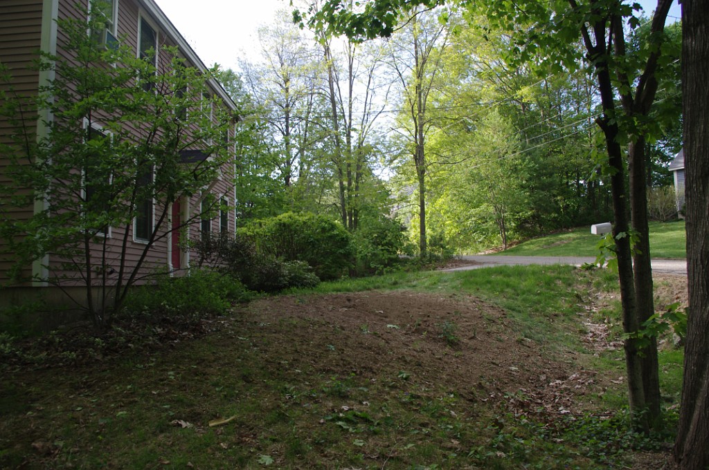 spring2015-Trees-IMGP7043