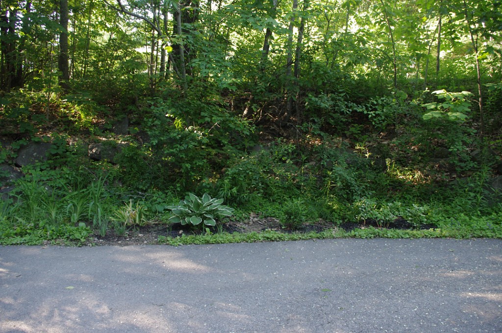 spring2015-Trees-IMGP7147
