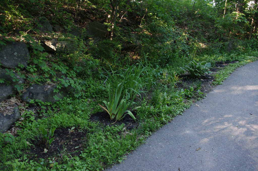 spring2015-Trees-IMGP7148