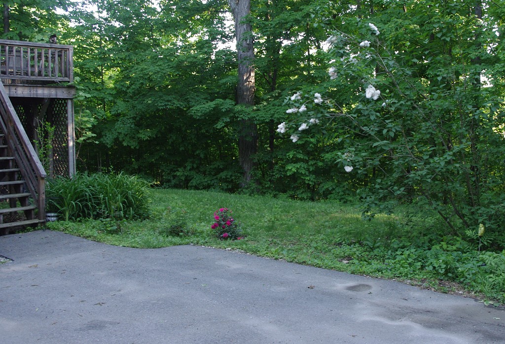spring2015-Trees-IMGP7152