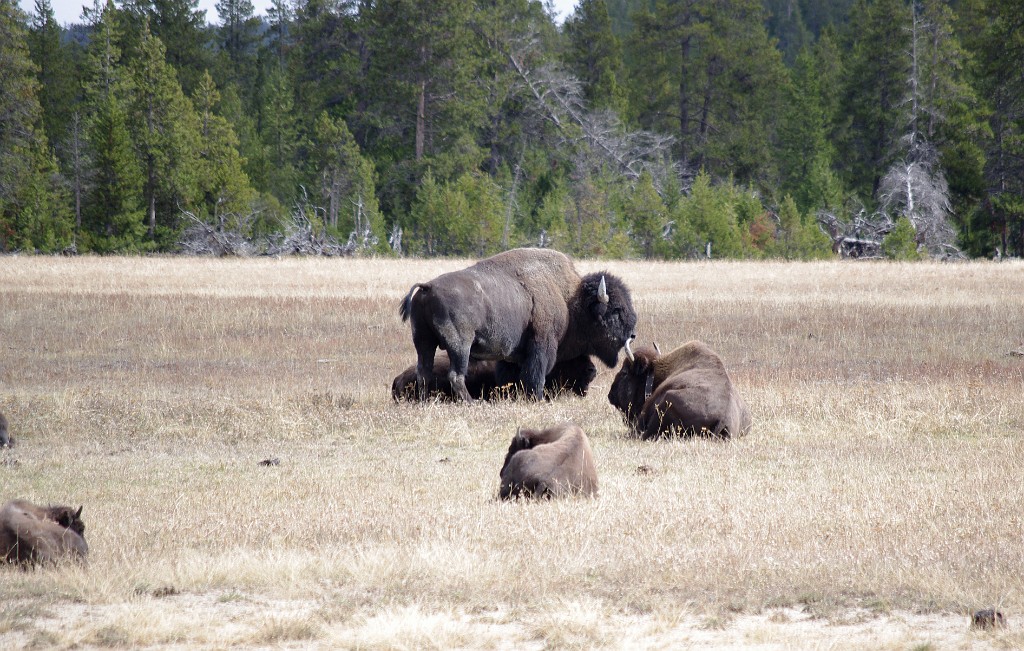 yellowstone2017-2-IMGP7580