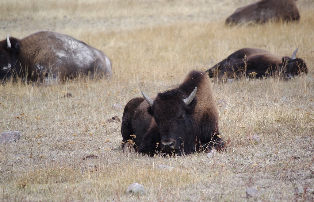 yellowstone2017-2-IMGP7581
