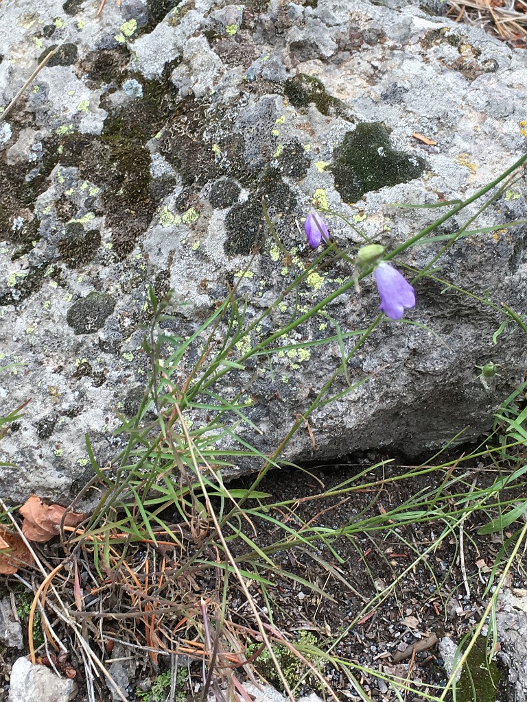 yellowstone2017-2-iphone-IMG_2967