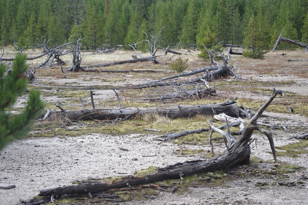 yellowstone2017-3-IMGP7864