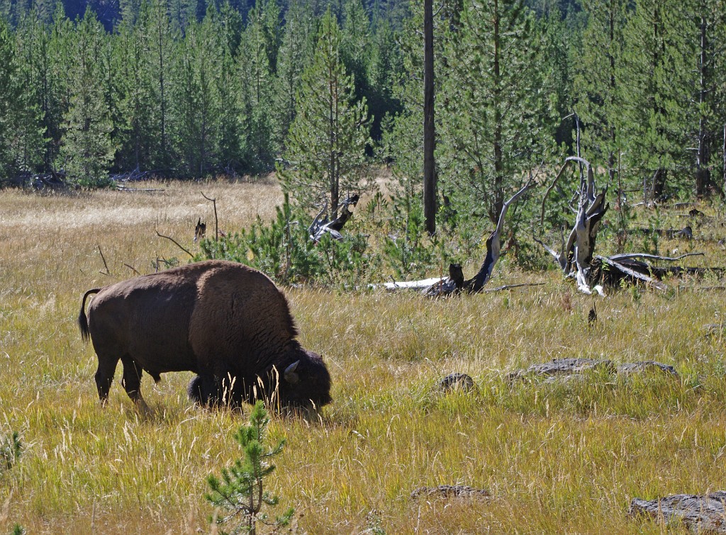 yellowstone2017-4-IMGP8075