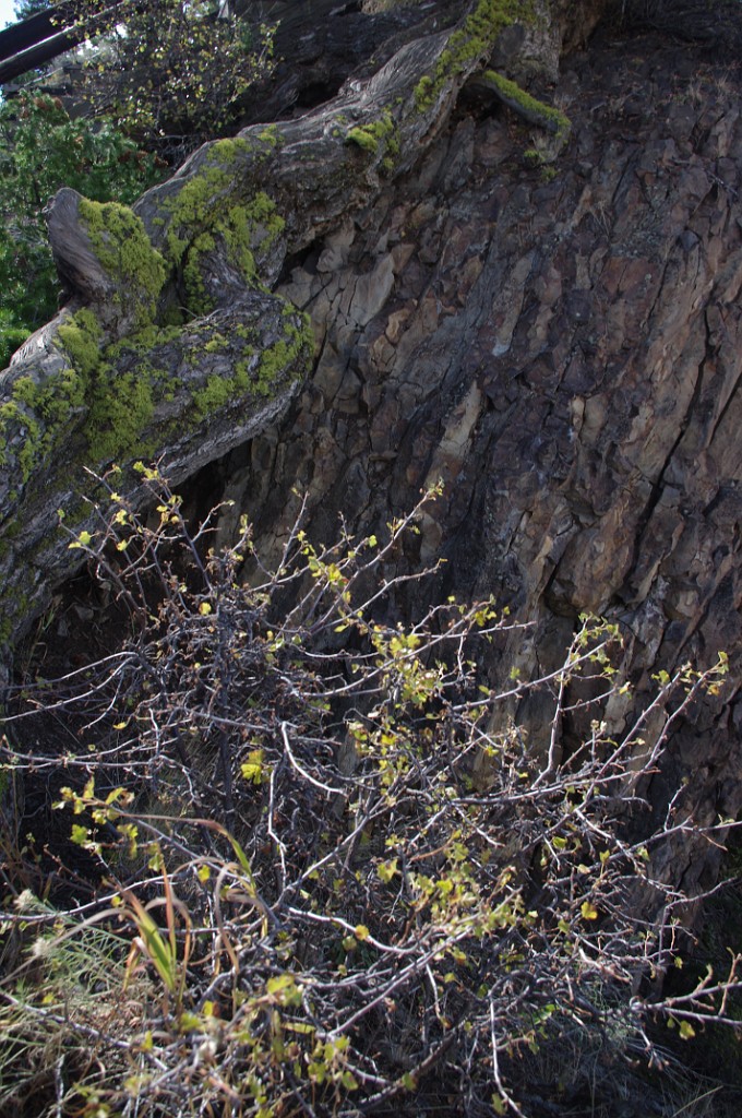 yellowstone2017-4-IMGP8220