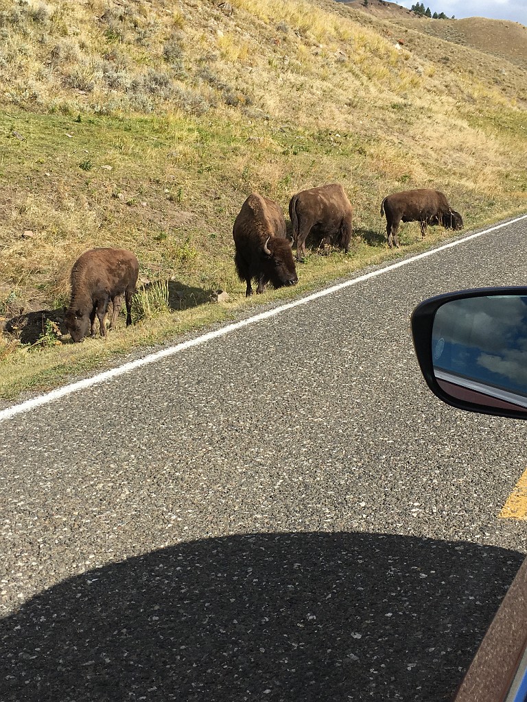 yellowstone2017-4-katya-IMG_9232