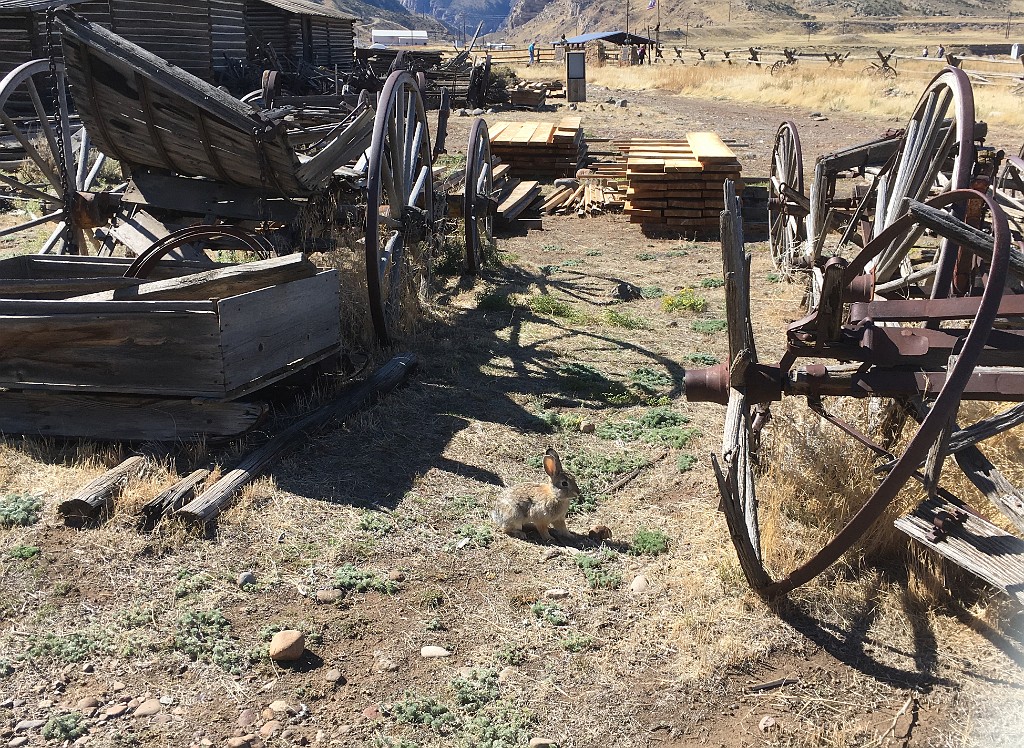 yellowstone2017-5-katya-IMG_4133