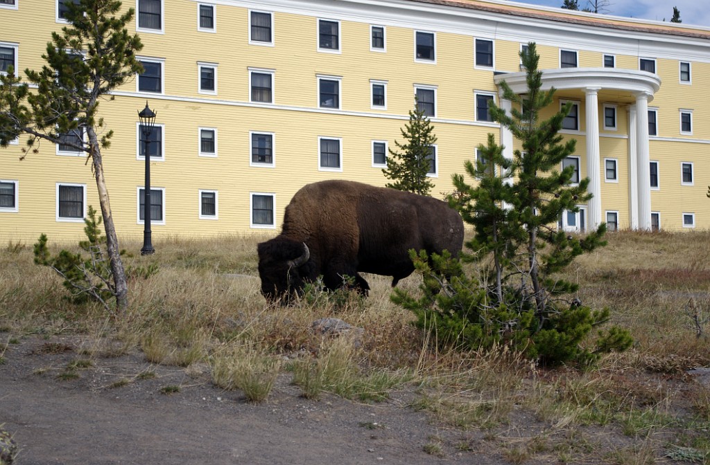 yellowstone2017-6-IMGP8736