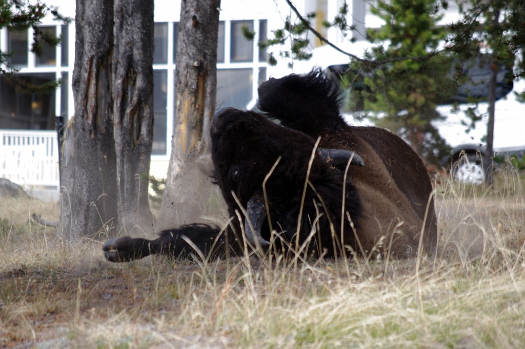 yellowstone2017-6-IMGP8766