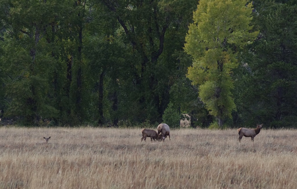 yellowstone2017-6-IMGP8922