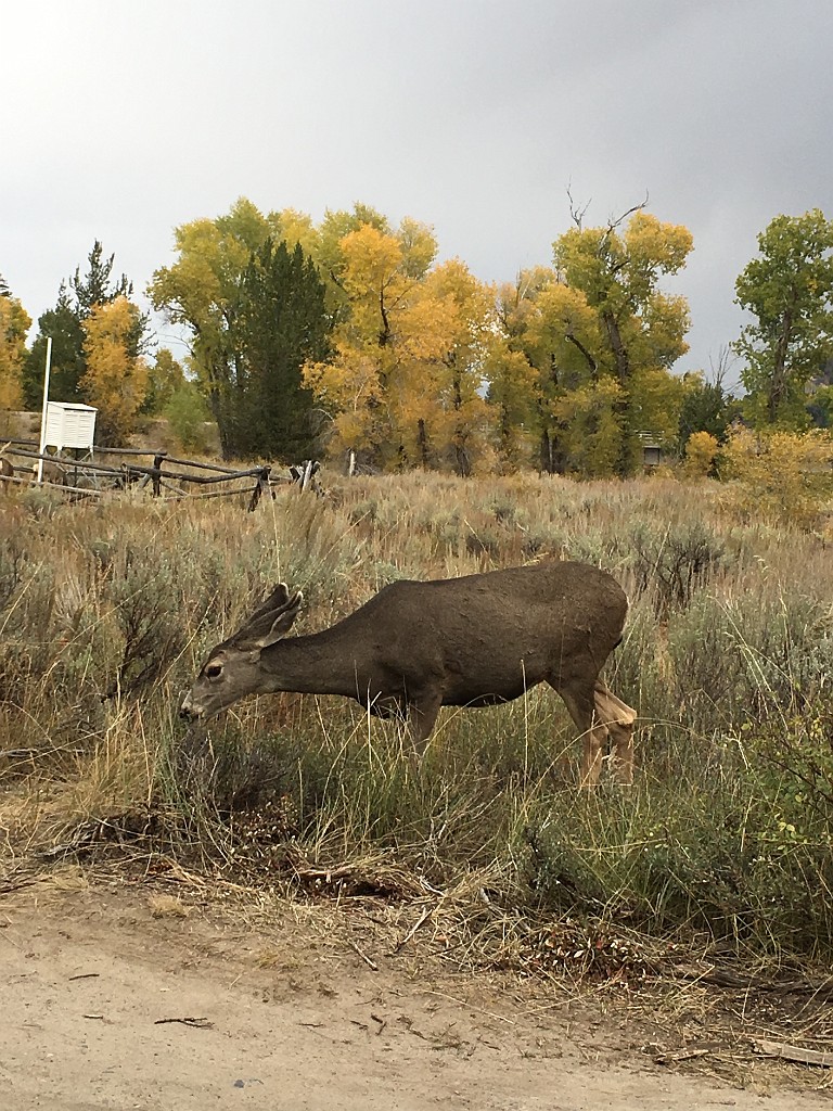 yellowstone2017-6-iphone-IMG_4209