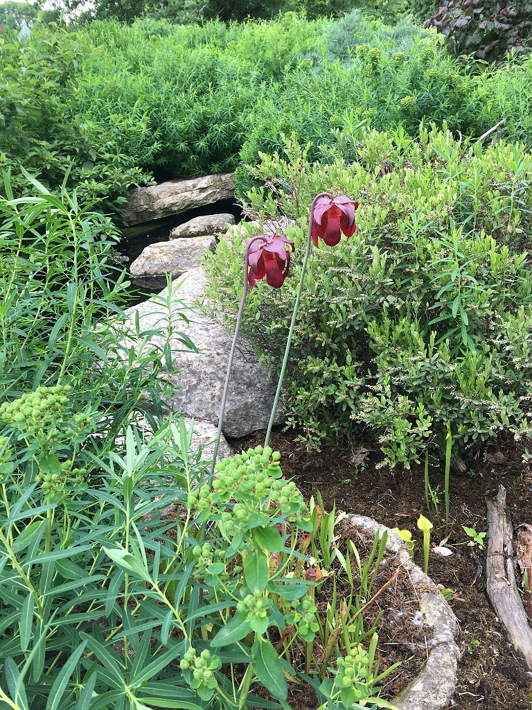 summer2019-Madison-June-IMG_8716