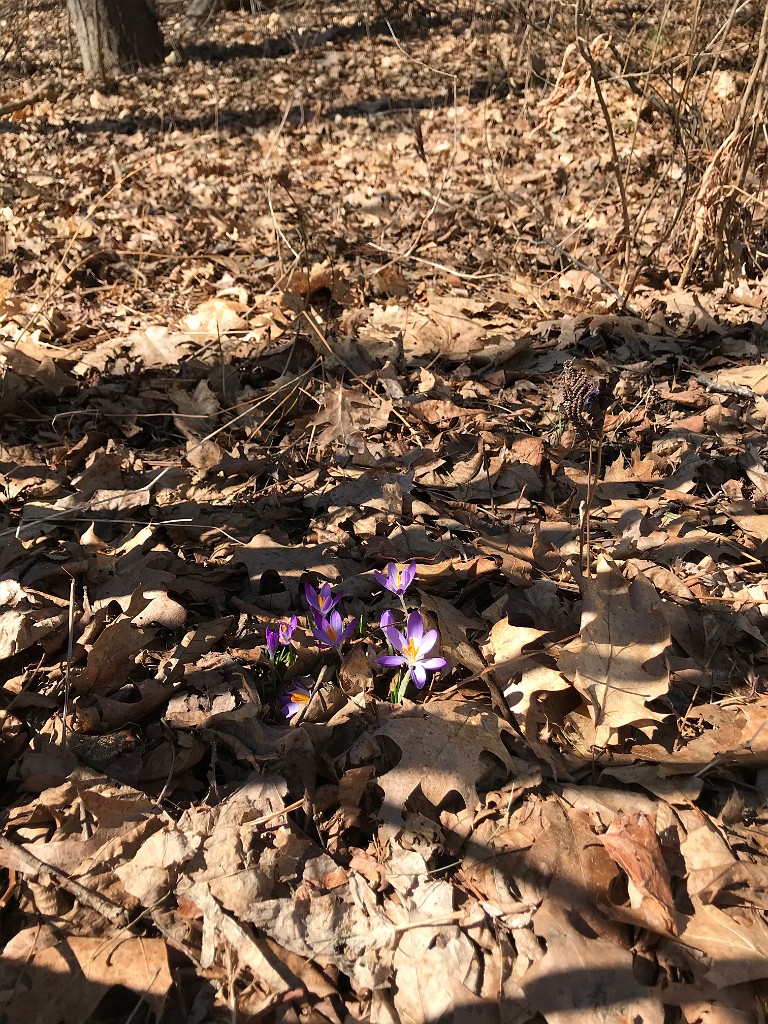 winterSpring2020-IMG_3325