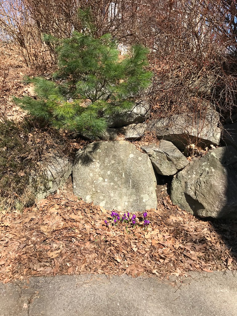 winterSpring2020-IMG_3326