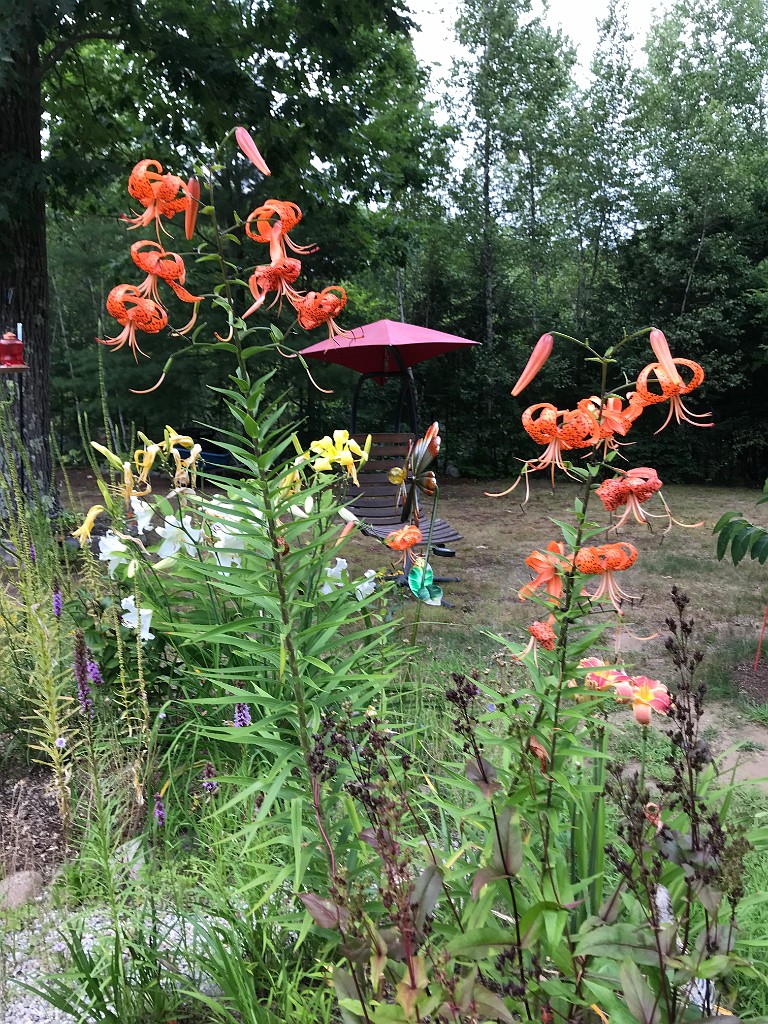 summer2020-Epping-IMG_3714