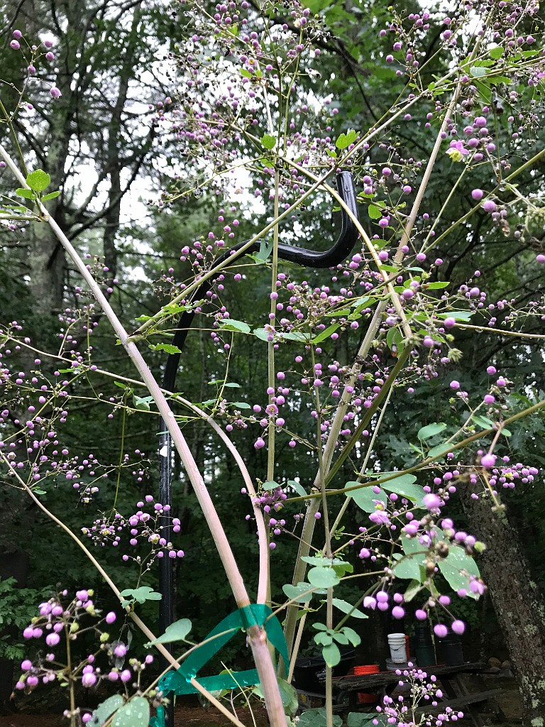 summer2020-Epping-IMG_3839